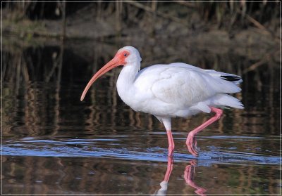 White Ibis