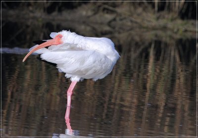 White Ibis 