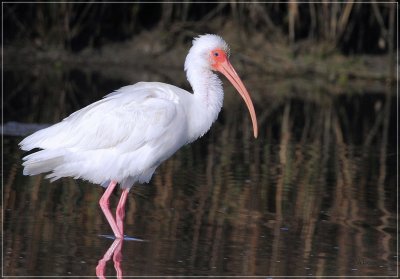 White Ibis 