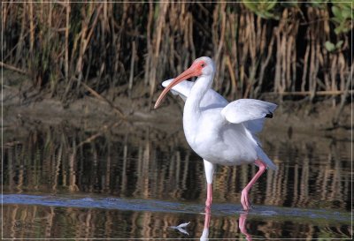 White Ibis 