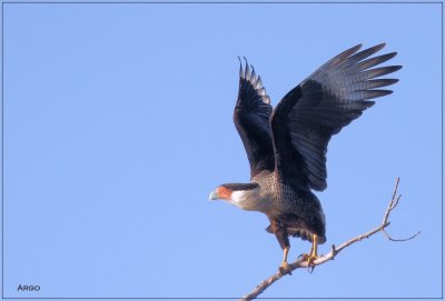 Crested Caracara