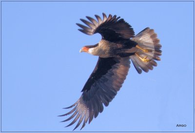 Crested Caracara