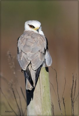 White-tailed Kite