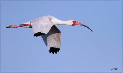 White Ibis