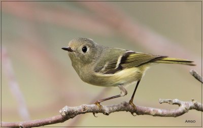 Ruby-crowned Kinglet 