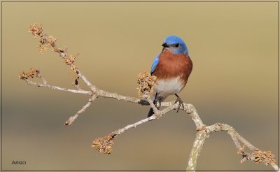 Eastern Bluebird