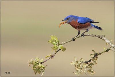 Eastern Bluebird