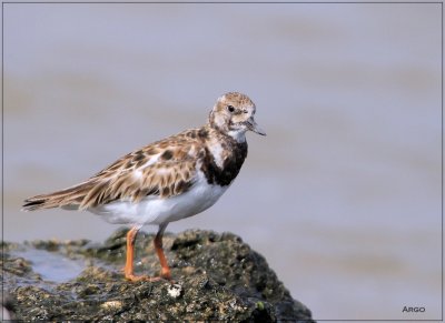 Ruddy Turnstone