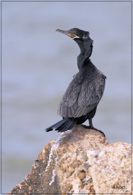 Neotropic Cormorant 