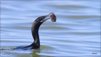 Neotropic Cormorant