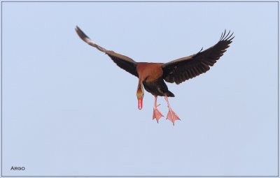 Black-bellied Whistling Duck