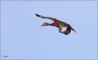 Black-bellied Whistling Duck