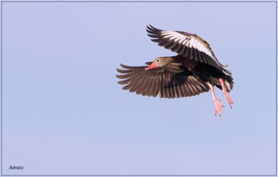 Black-bellied Whistling Duck