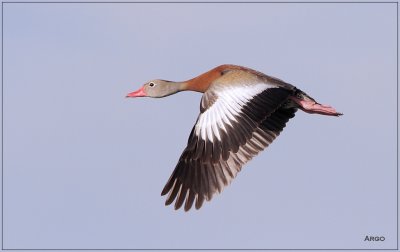 Black-bellied Whistling Duck