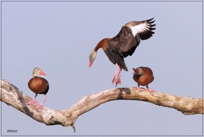 Black-bellied Whistling Ducks