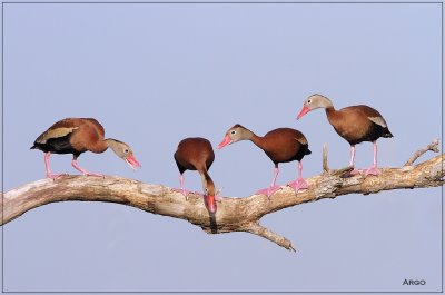 Black-bellied Whistling Ducks