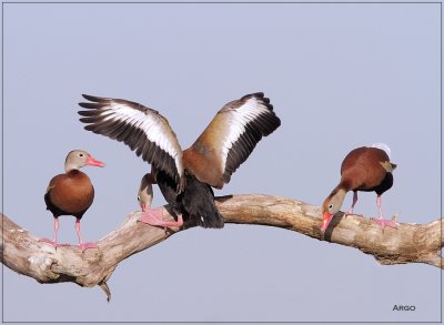 Black-bellied Whistling Ducks 