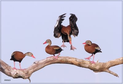 Black-bellied Whistling Ducks 