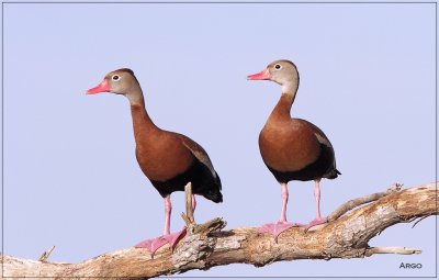 Black-bellied Whistling Ducks
