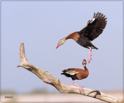 Black-bellied Whistling Ducks 