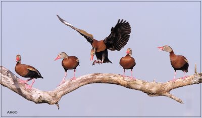 Black-bellied Whistling Ducks 