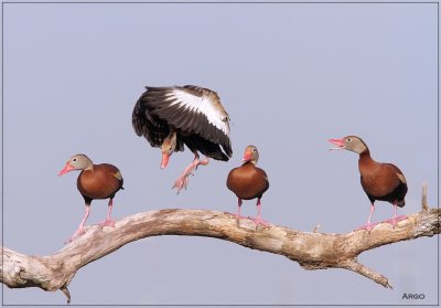 Black-bellied Whistling Ducks 