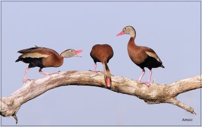 Black-bellied Whistling Ducks
