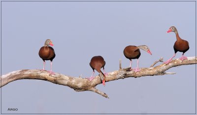 Black-bellied Whistling Ducks 