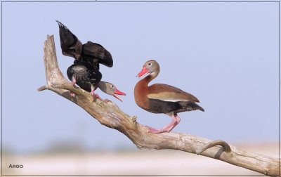 Black-bellied Whistling Ducks 