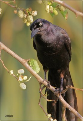 Great Tailed Grackle
