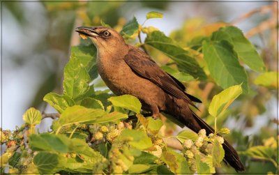 Great Tailed Grackle