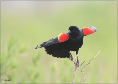 Red-winged Blackbird