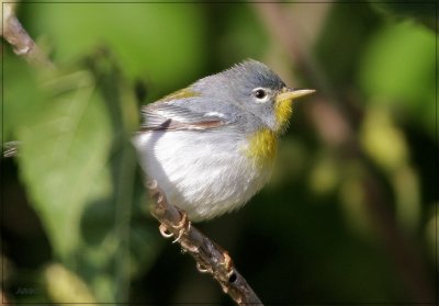 Northern Parula