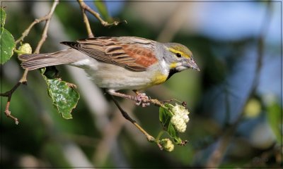 Dickcissel 