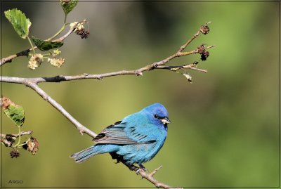 Indigo Bunting 