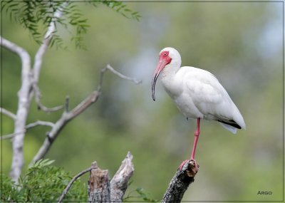 White Ibis 