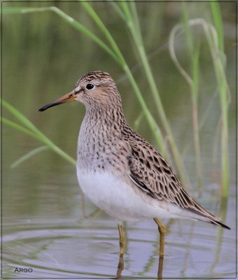 Pectoral Sandpiper