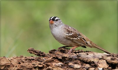 White-crowned Sparrow 