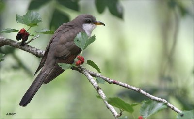 Yellow-billed Cukoo