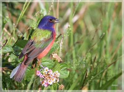 Painted Bunting 