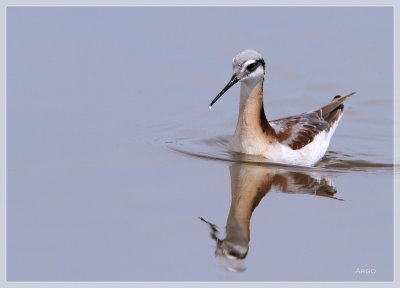 Wilsons Phalarope 