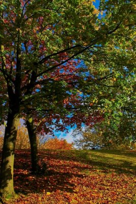 Autumn in the park