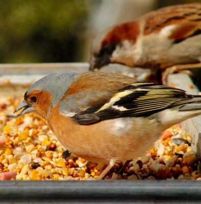 Bullfinch & Sparrow