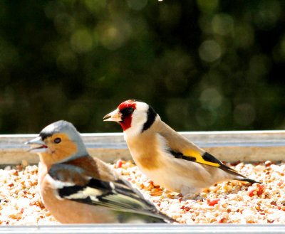 Bullfinch & Goldfinch