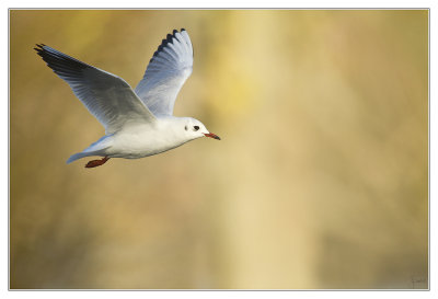 Les oiseaux de nos tangs