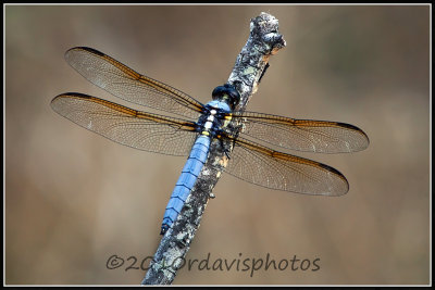 Yellow-sided Skimmer (Libellula flavida)