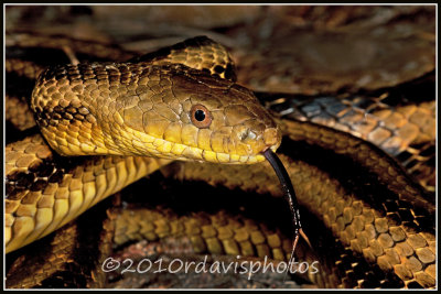 Yellow Rat Snake (Elaphe obsoleta quadrivittata)
