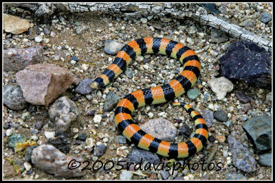  Banded Sand Snake  (Chilomeniscus  cinctus)