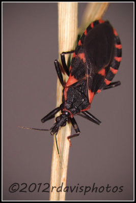 Blood-sucking Conenose Bug