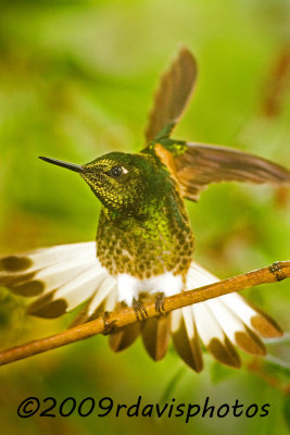  Buff-tailed Coronet